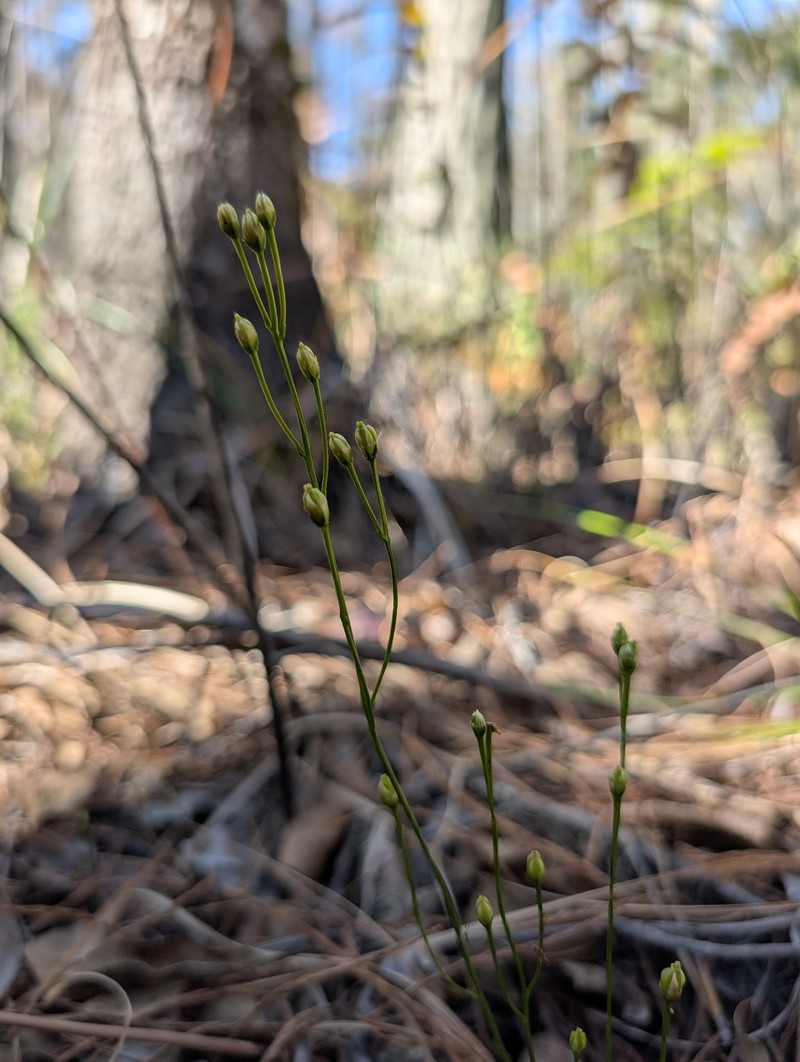 Bartonia paniculata subsp. paniculata