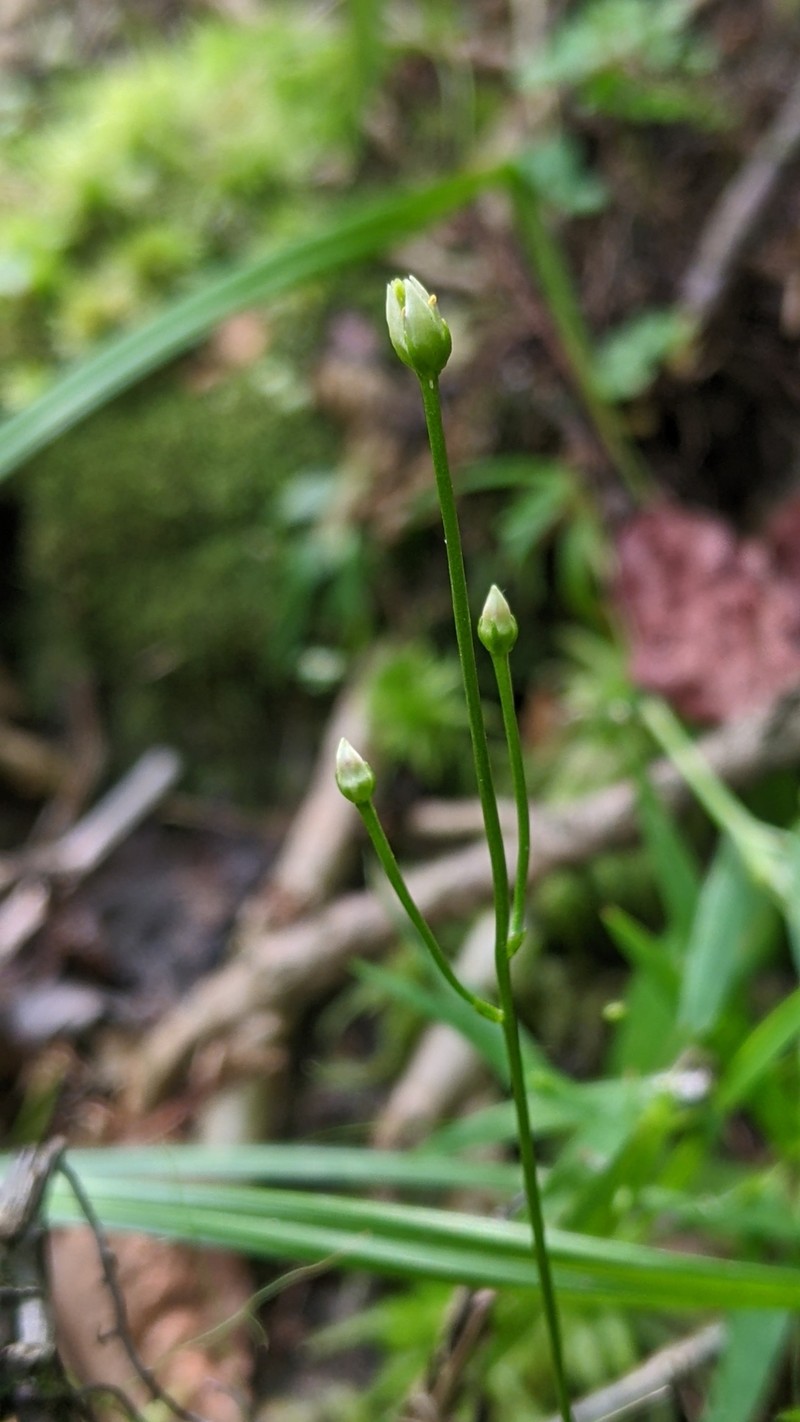 Bartonia paniculata subsp. paniculata photo 2