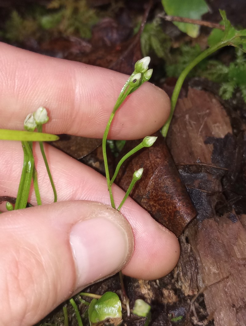 Bartonia paniculata subsp. paniculata photo 3