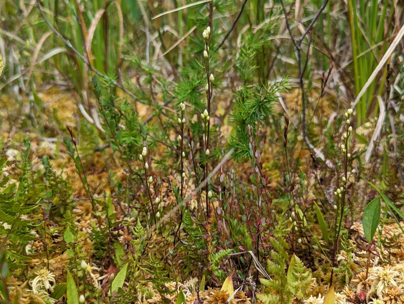 Bartonia paniculata subsp. paniculata photo 4