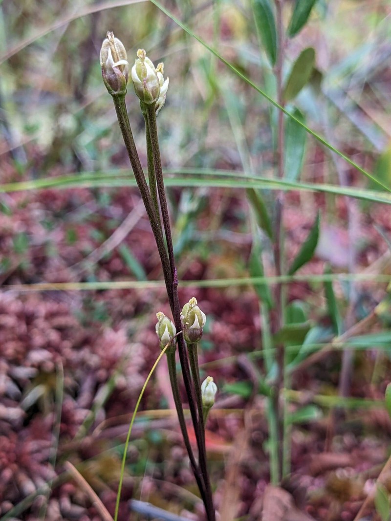 Bartonia paniculata subsp. paniculata photo 5
