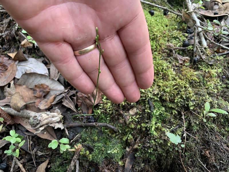 Texas Screwstem