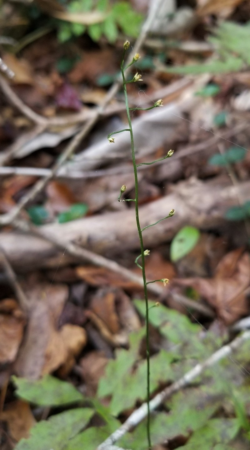 Texas Screwstem photo 3