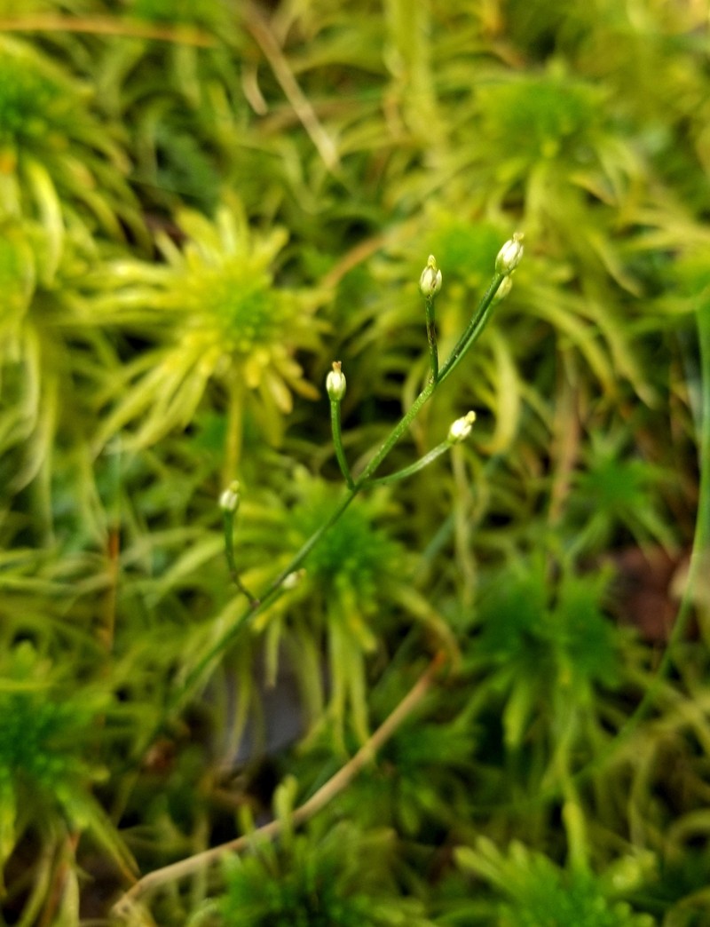 Texas Screwstem photo 4