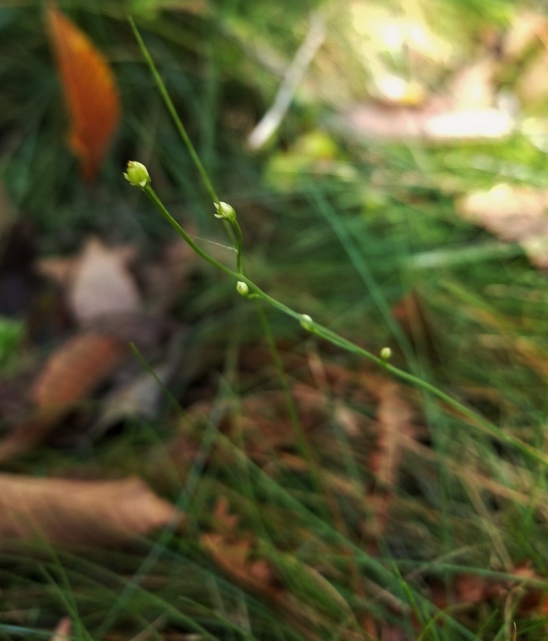 Texas Screwstem photo 5
