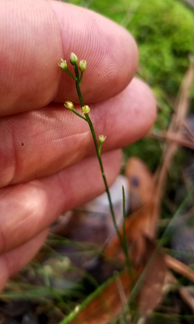Texas Screwstem photo 6
