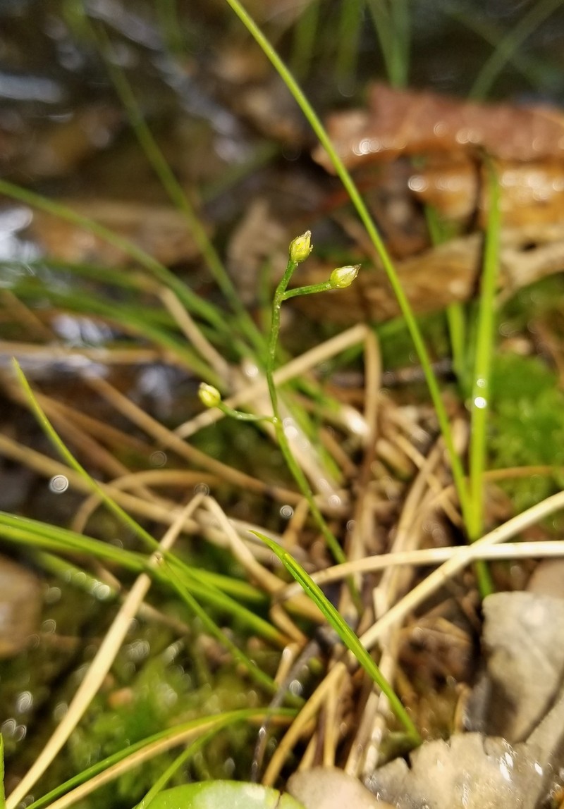 Texas Screwstem photo 7