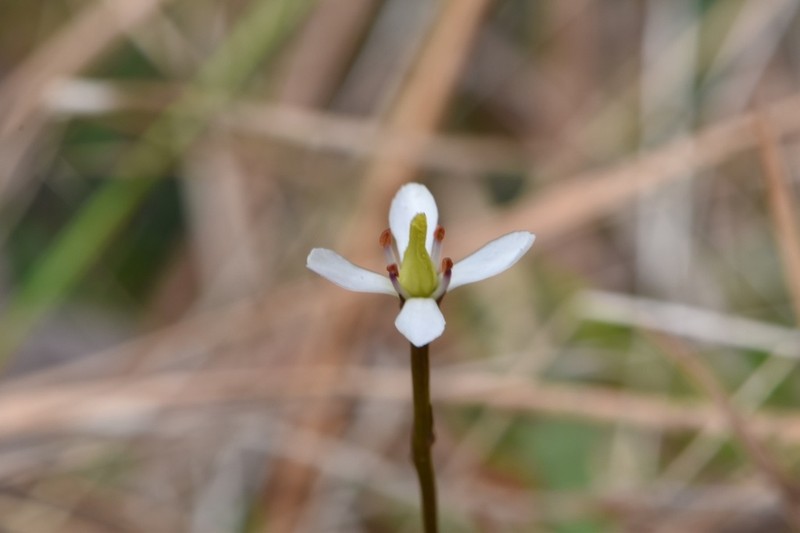 White Screwstem