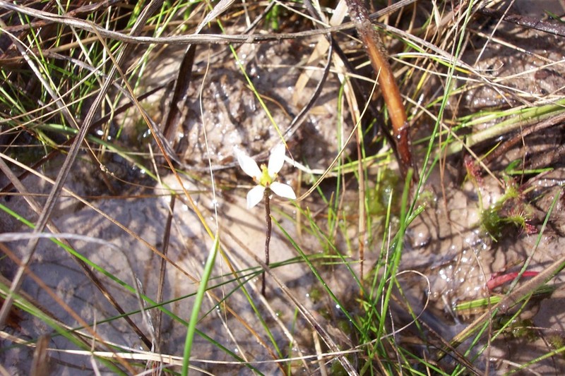White Screwstem photo 2