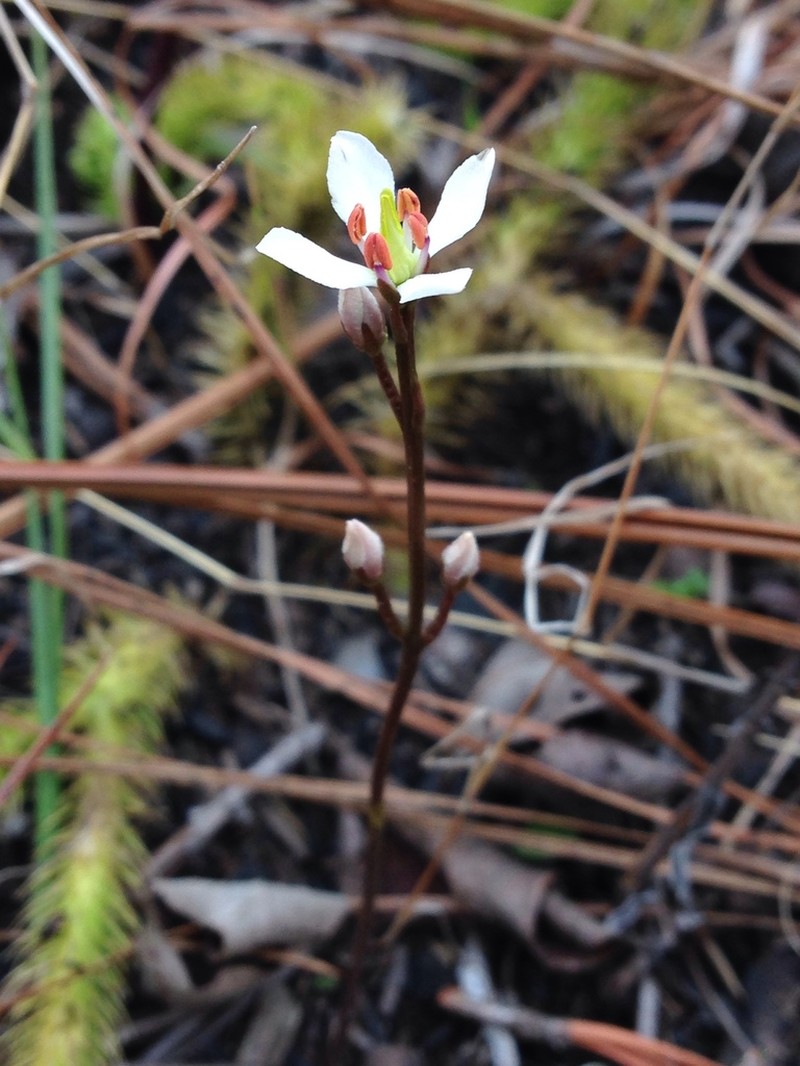 White Screwstem photo 3