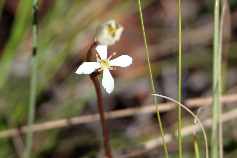 White Screwstem photo 4