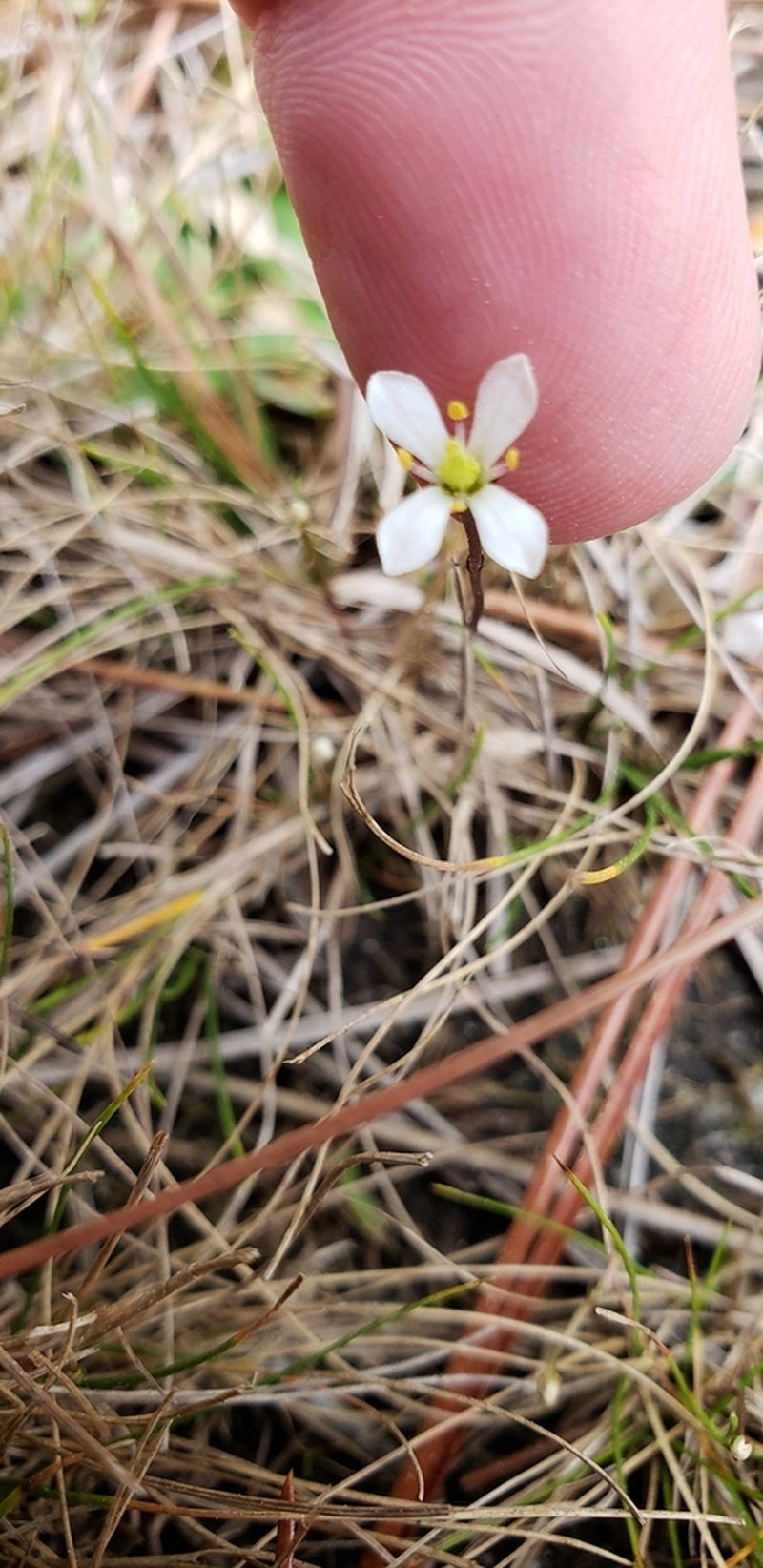 White Screwstem photo 5