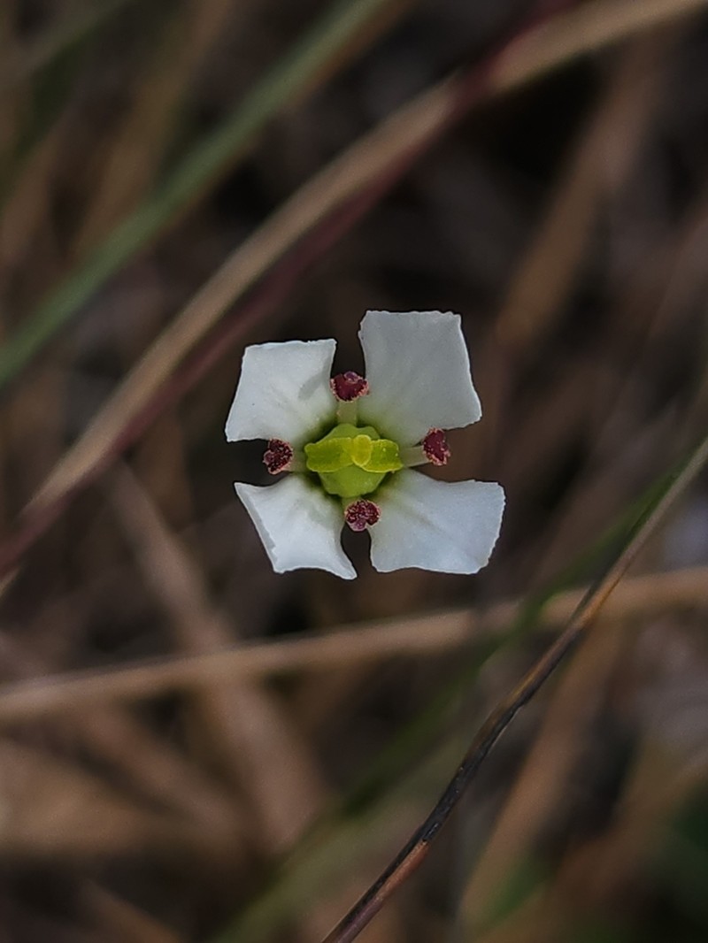 White Screwstem photo 6