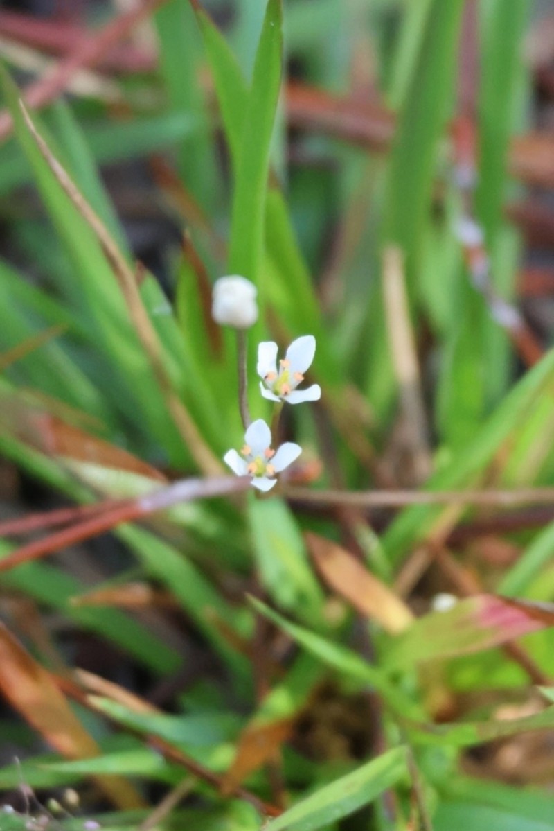 White Screwstem photo 8