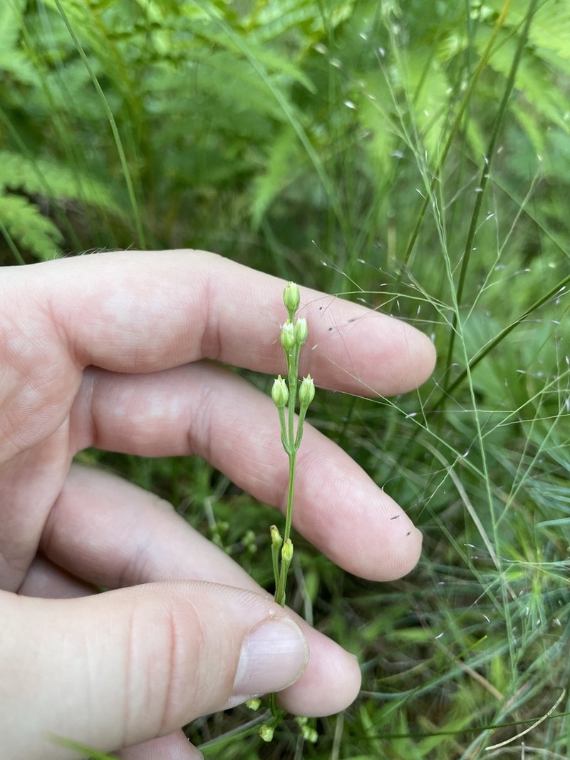 Yellow Screwstem photo 2