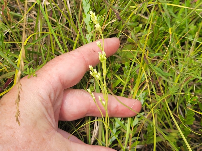 Yellow Screwstem photo 4