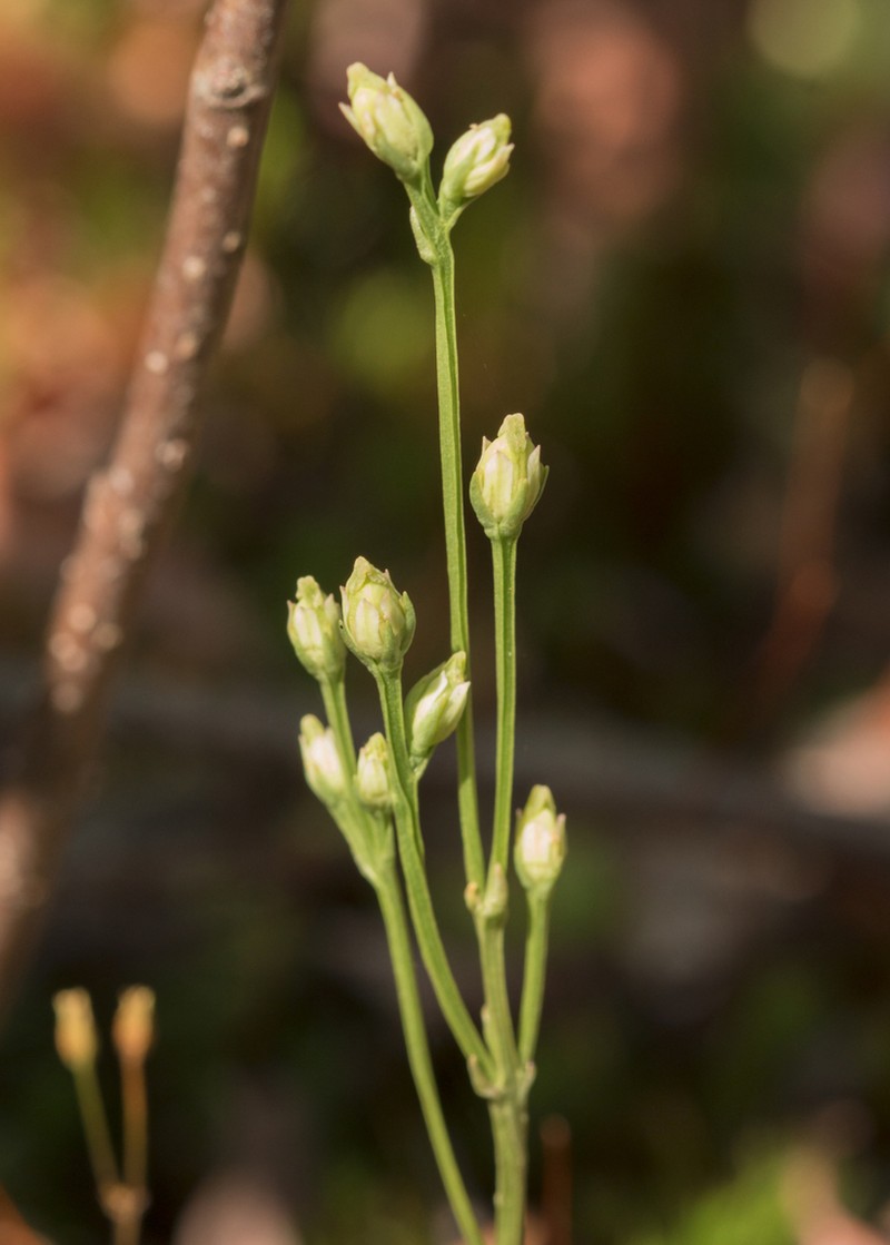 Yellow Screwstem photo 5