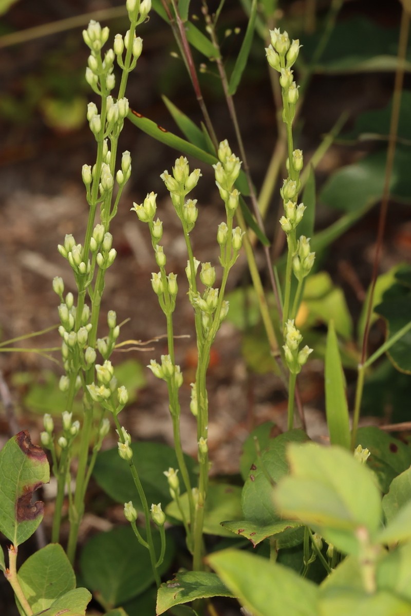 Yellow Screwstem photo 6