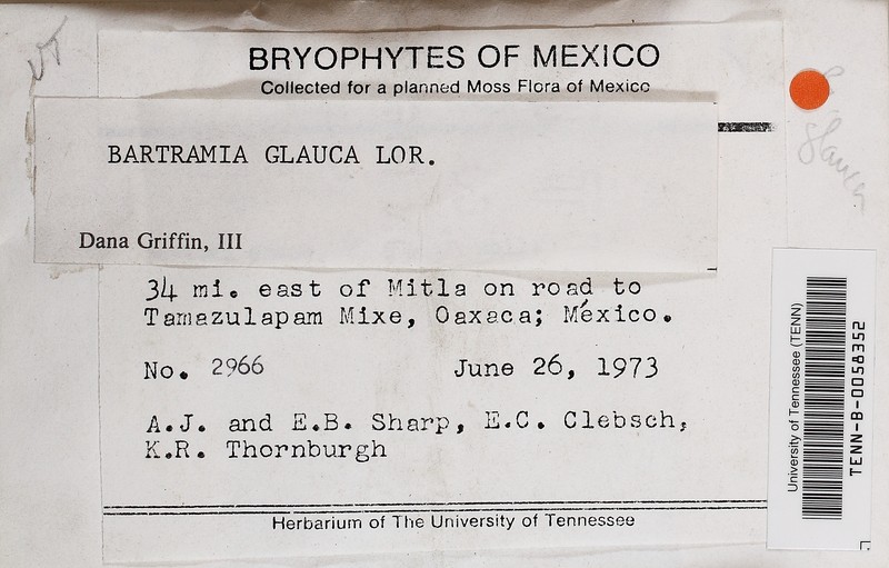 Bartramia Moss photo 2
