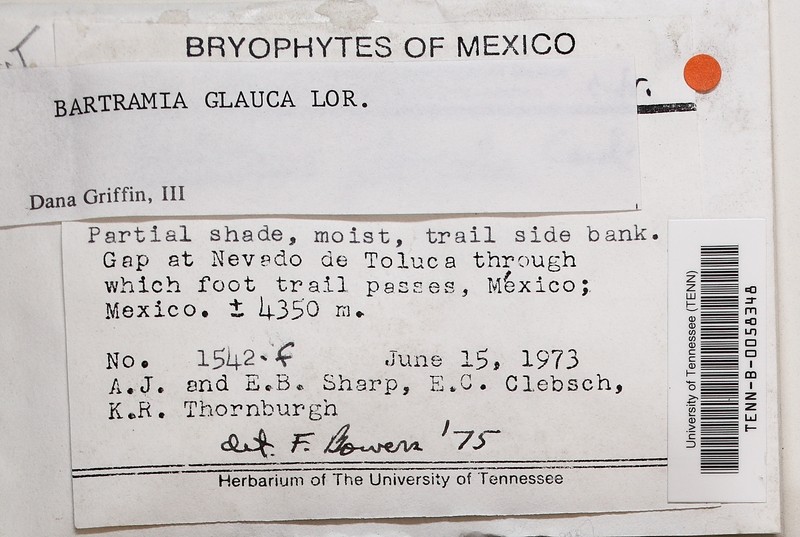 Bartramia Moss photo 3