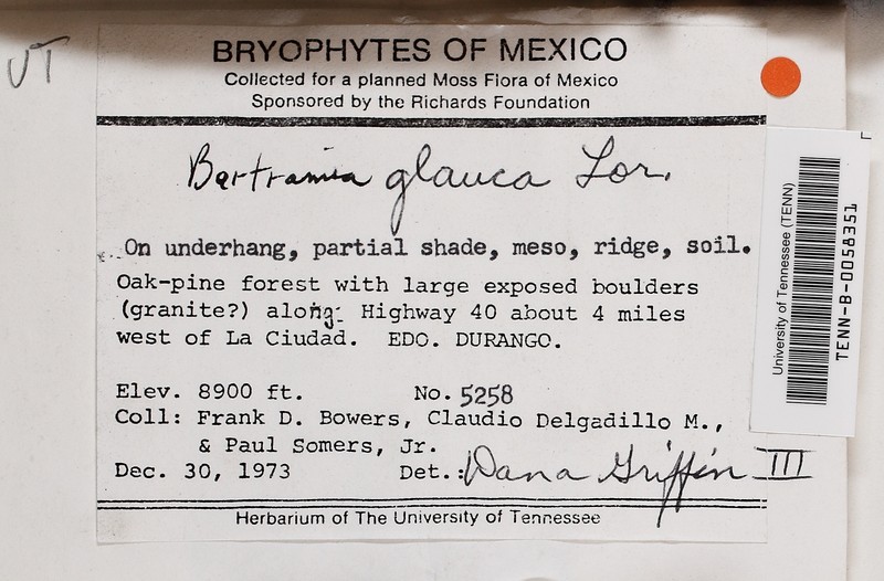 Bartramia Moss photo 5