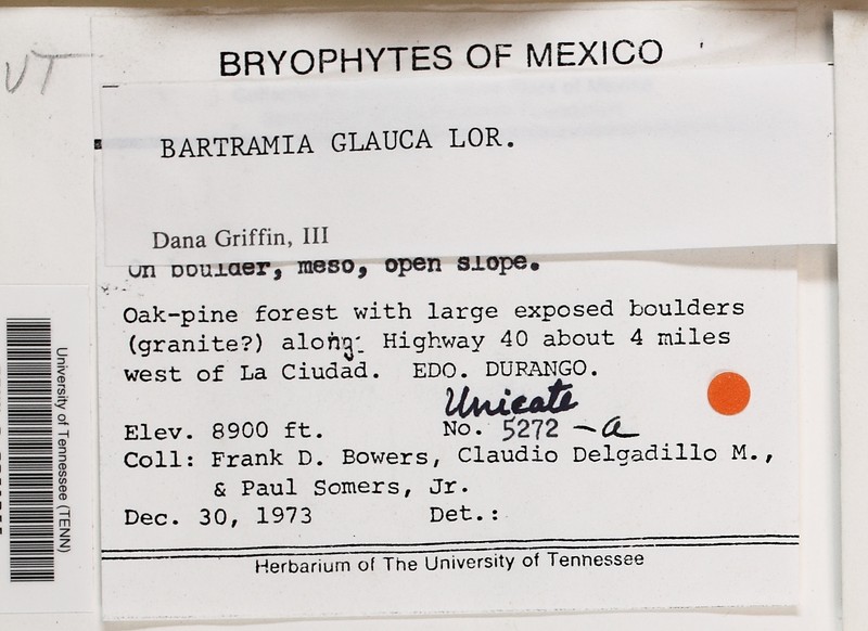 Bartramia Moss photo 6