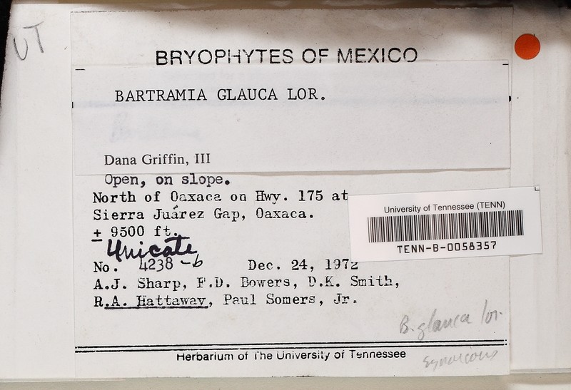 Bartramia Moss photo 7