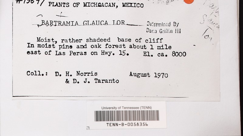 Bartramia Moss photo 8
