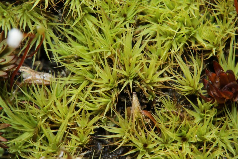 Haller's Bartramia Moss photo 2