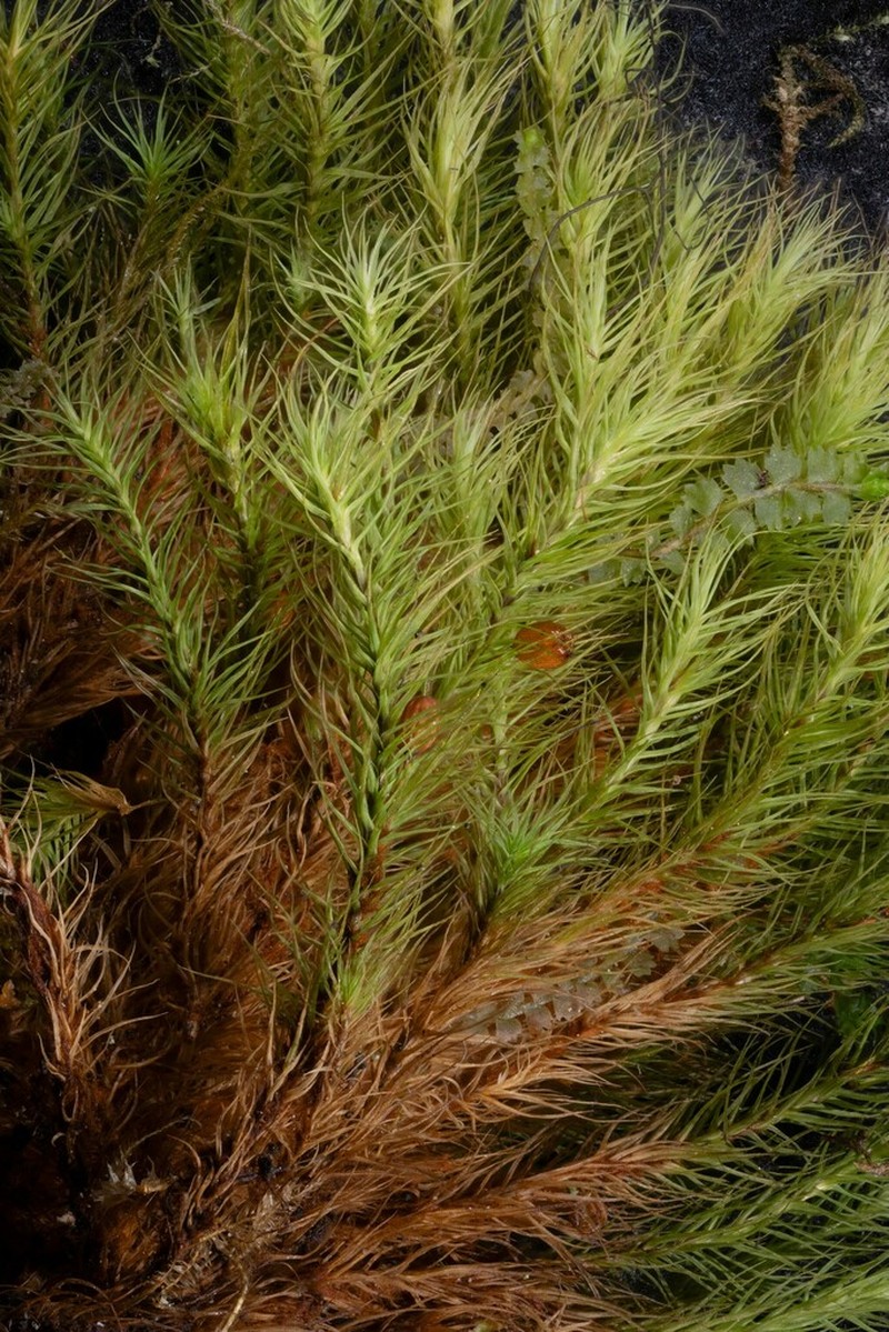Haller's Bartramia Moss photo 3