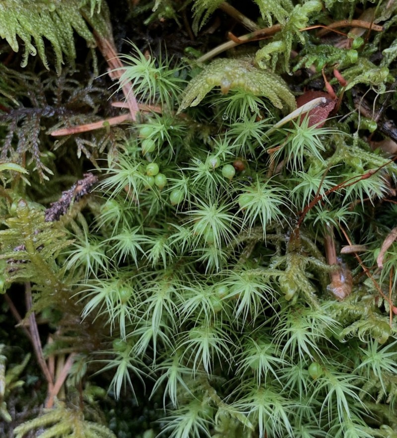 Haller's Bartramia Moss photo 4