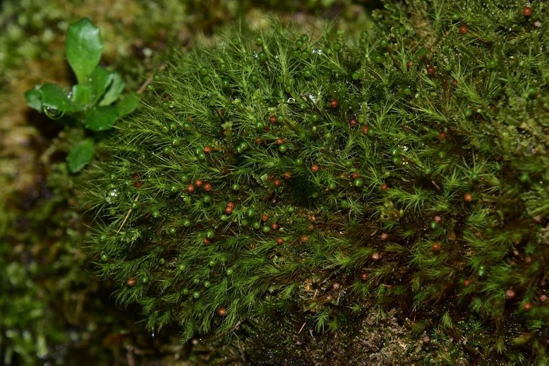Haller's Bartramia Moss photo 5