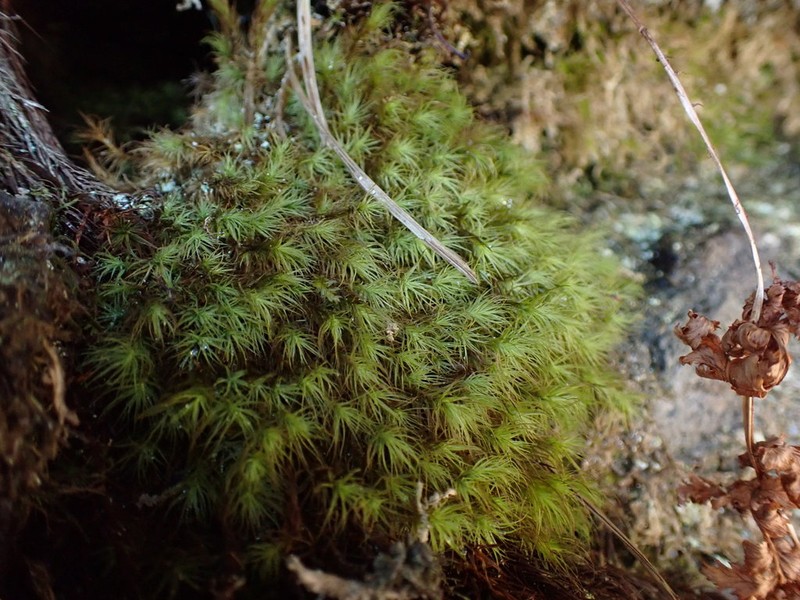 Haller's Bartramia Moss photo 6