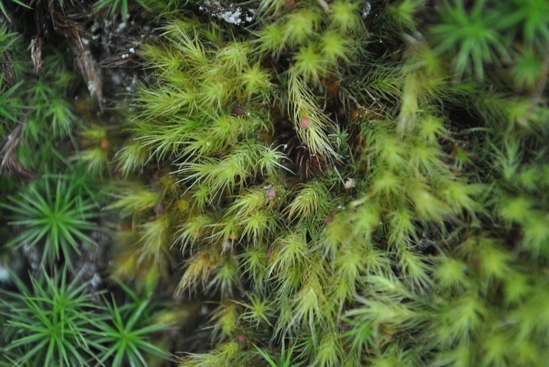 Haller's Bartramia Moss photo 7