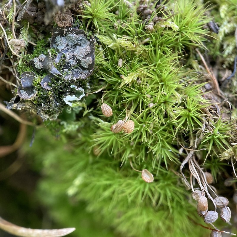 Bartramia Moss photo 3