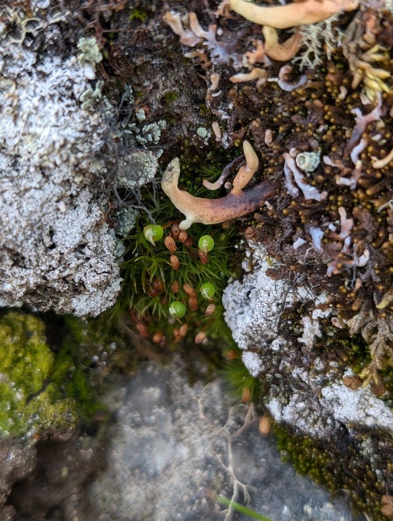 Bartramia Moss photo 4