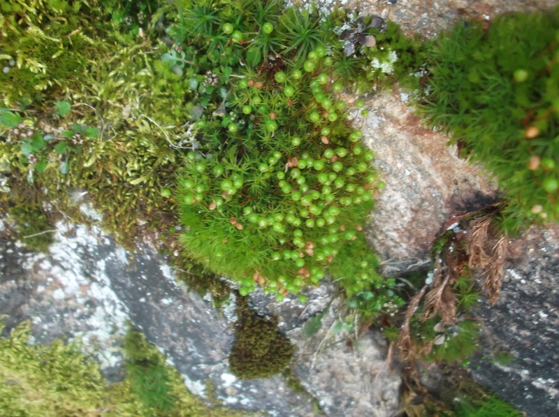 Bartramia Moss photo 5