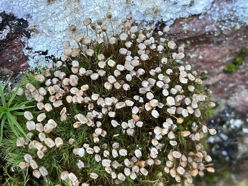 Bartramia Moss photo 6