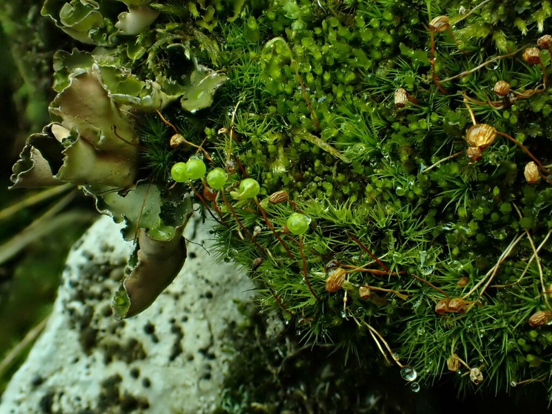 Bartramia Moss photo 7