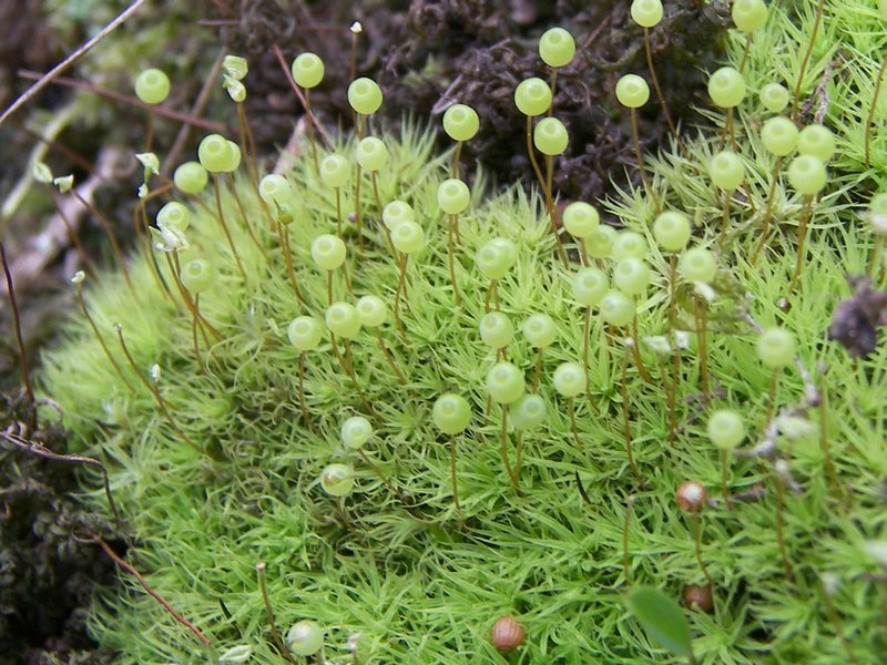 Bartramia Moss photo 3