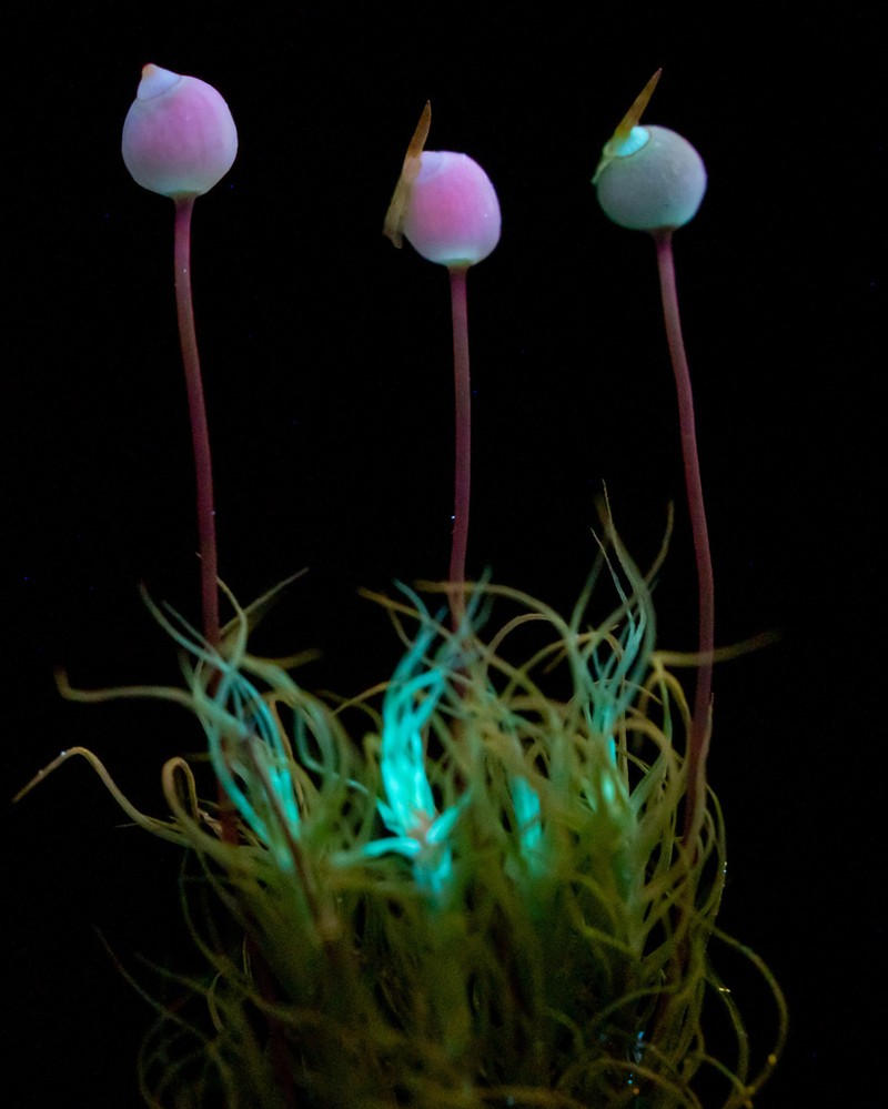 Bartramia Moss photo 4