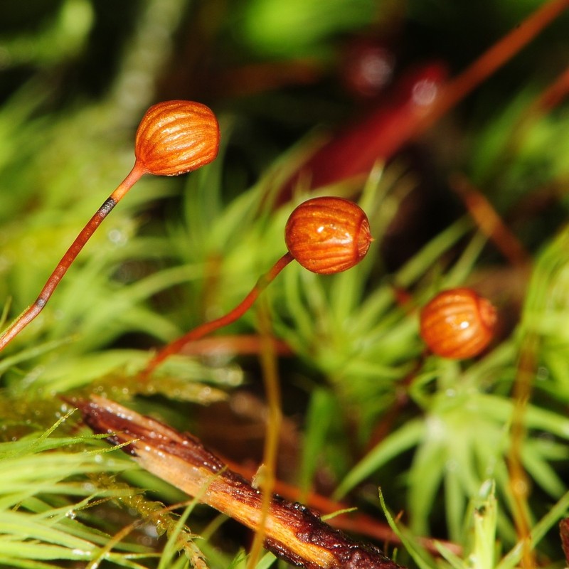 Bartramia Moss photo 5
