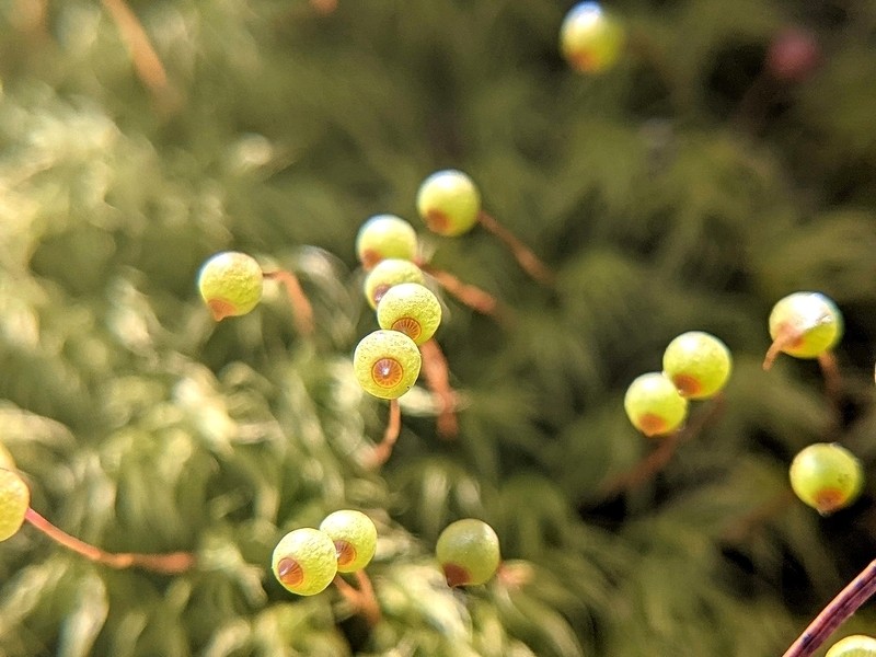 Bartramia Moss photo 6