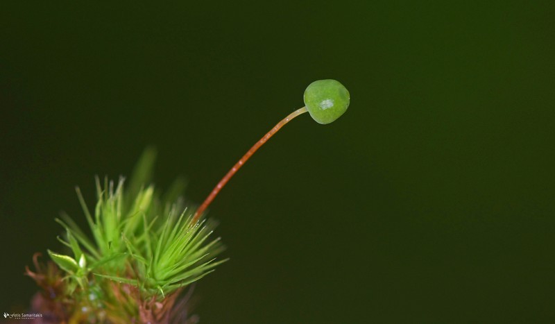 Bartramia Moss photo 7