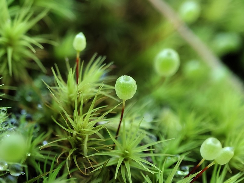 Bartramia Moss photo 3