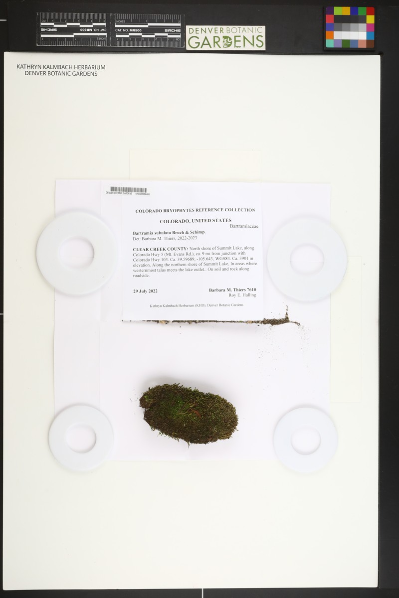 Bartramia Moss