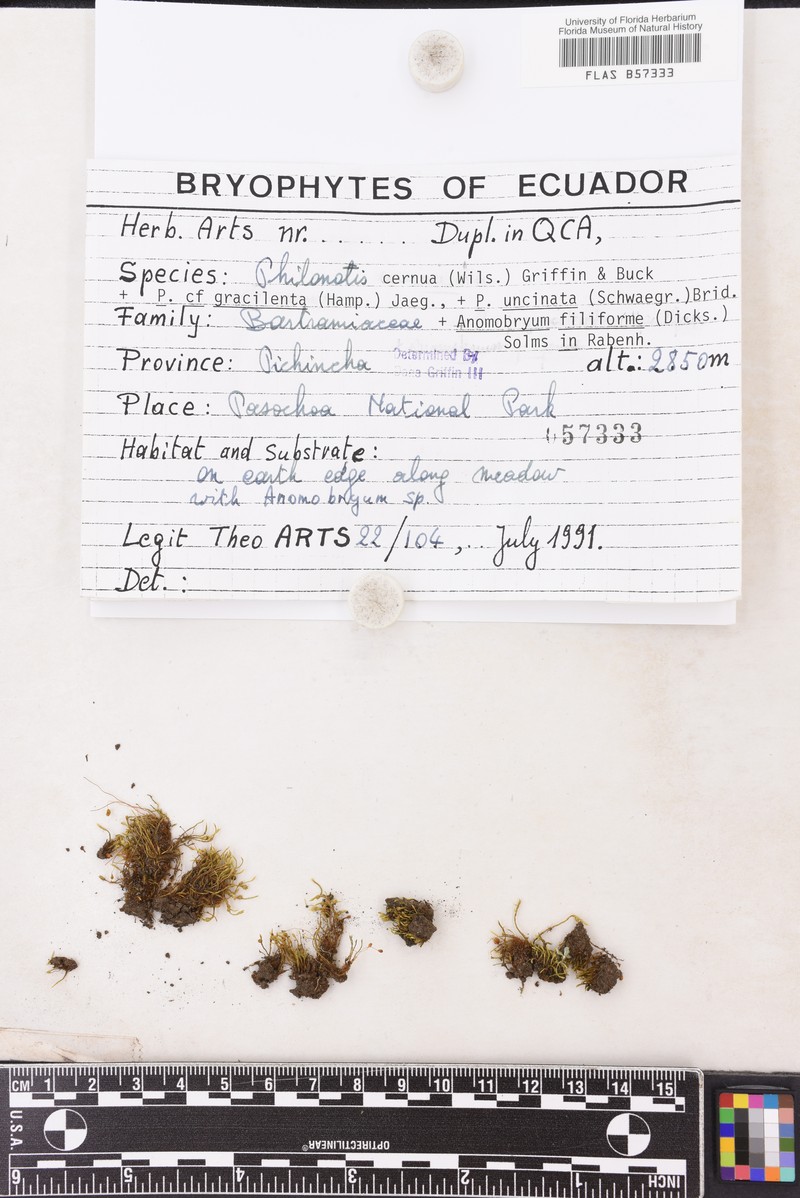 Wilson's Bartramidula Moss
