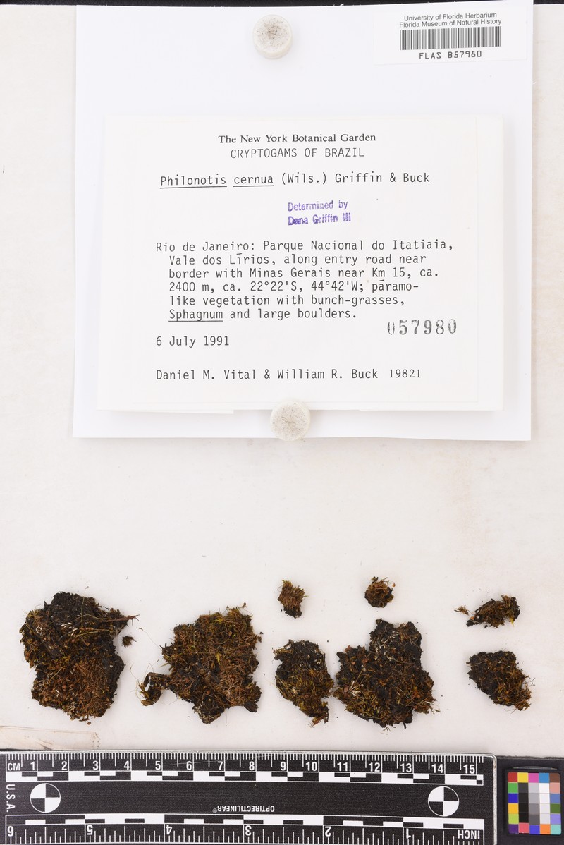 Wilson's Bartramidula Moss photo 2