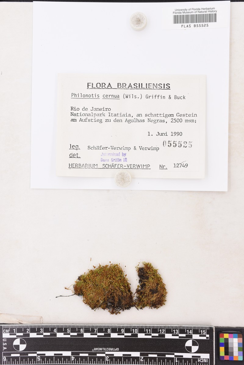 Wilson's Bartramidula Moss photo 3