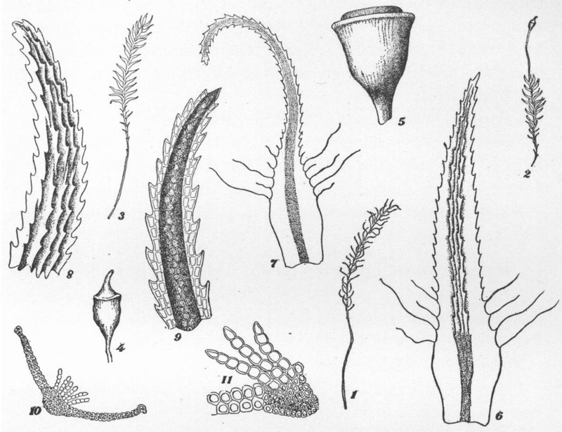 Lescur's Bartramiopsis Moss photo 2